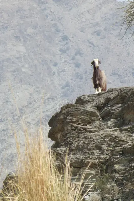 Oman11