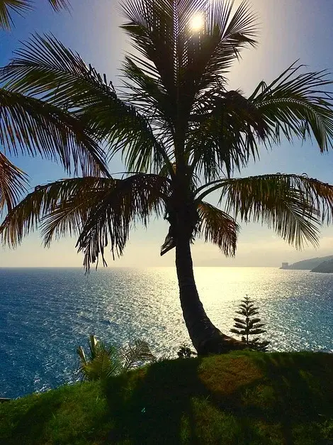 Tenerife Palm