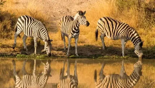Krugergebied