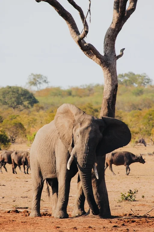 Zuid-Afrika-met-safari10