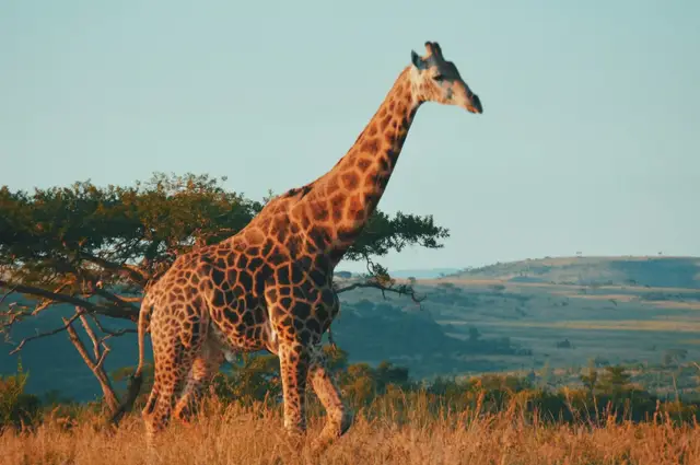 Safari