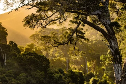 Zuid-Afrika-met-safari4