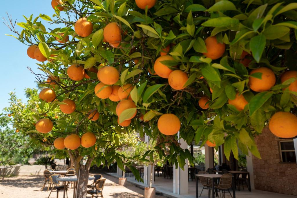 Can Arabi - sinaasappelboom bij het terras