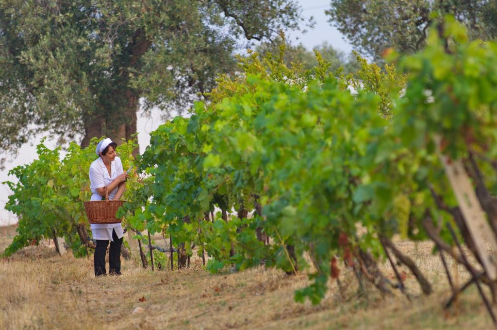 Masseria Il Frantoio - druivenpluk in de wijngaard